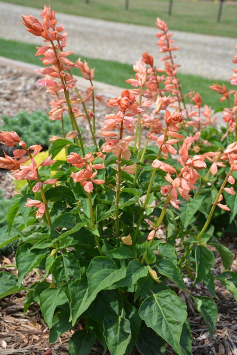 Click to view a full-size photo of Saucy Coral Salvia (Salvia splendens 'Saucy Coral') at All Seasons Nursery Salvia Splendens, Tropical Sage, Lafayette Louisiana, Full Size Photo, Outdoor Pots, Herbaceous Perennials, Low Maintenance Plants, Bedding Plants, Types Of Soil