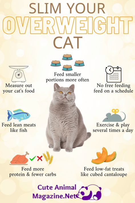 If your cat is a tubby tabbyit’s time to make some changes and help her drop those extra poundsThese are 7 ways to help your cat lose the fatcats pets cuteanimals petslife cutecats Kitty Care, Cat Health Problems, Cat Diet, Cat Nutrition, Cat Exercise, Cat Language, Cat Health Care, Cat Hacks, Healthy Cat