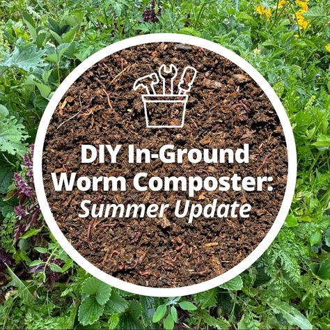 Back in May, we shared the power and potential of in-ground bucket worm composting systems. We set up a demo bin in one of our garden beds on the farm, and now, we're excited to update you on our progress. Compost Garden, Red Wigglers, Worm Bin, Worm Composting, Worm Farm, Composting, Plant Roots, On The Farm, Plant Growth