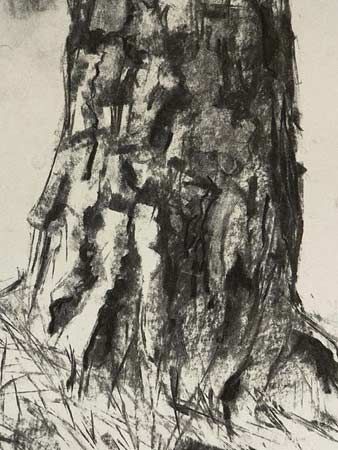 bark trunk study Draw Pine Trees, Tree Trunk Drawing, How To Draw Trees, Draw Trees, Charcoal Artwork, Landscape Pencil Drawings, Botanical Sketchbook, Tree Bark Texture, Graphic Design Style