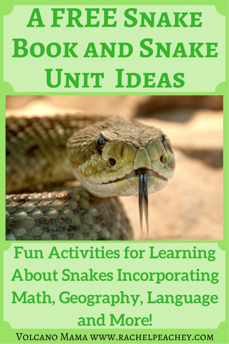 A FREE Snake Book for Kids and Snake Unit Ideas – Volcano Mama Snake Facts For Kids, Reptile Unit Study, Reptiles Preschool, Snakes For Kids, Reptiles Activities, Nature Lessons, Snake Facts, Montessori Science, Forest School Activities