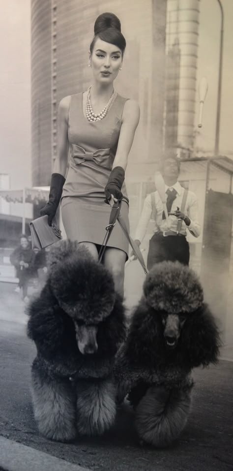 Italian poodles Anjing Poodle, Poodle Cuts, French Poodles, Vintage Poodle, Woman Walking, Miniature Poodle, Poodle Puppy, Standard Poodle, Poodle Dog