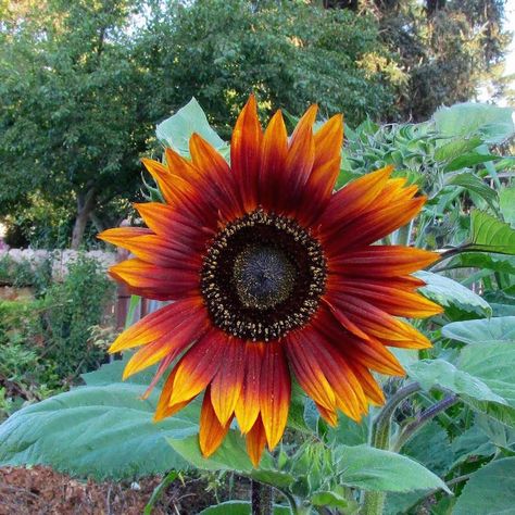 Sunflower Types, Autumn Beauty Sunflower, Breadseed Poppy, Types Of Sunflowers, California Wildflowers, Garden Goals, Giant Sunflower, Flower Types, Planting Sunflowers