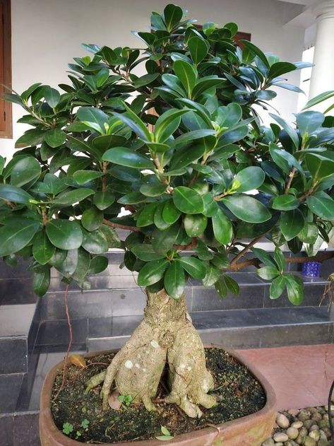 Awesome Bonsai ideas for your home Japanese Indoor Plants, Ginseng Bonsai, Ficus Ginseng Bonsai, Ficus Bonsai Tree, Balcony Herb Gardens, Ficus Ginseng, Ficus Bonsai, Bonsai Ficus, Bonsai Tree Types