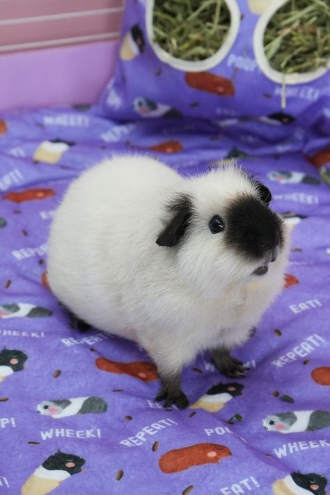 Guinea Pig Accessories Guine Pig, Guinea Pig Diy, Guinea Pig Accessories, Baby Guinea Pigs, Pet Guinea Pigs, Sharks Funny, Cute Guinea Pigs, Guinea Pig Cage, Baby Pigs