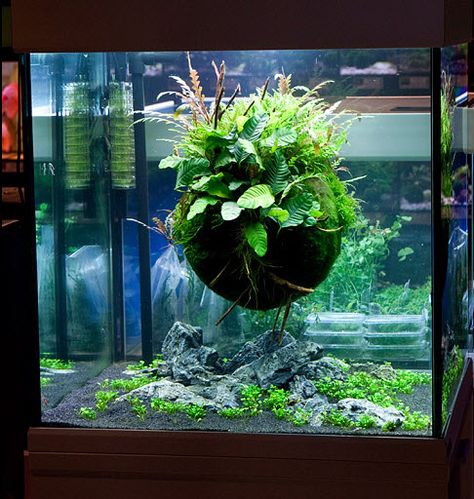 DIY Floating Foliage Ball! Could make a large one like this, or several small ones! Goldfish Aquascape, Fish Tank Themes, Amazing Aquariums, Fish Tank Terrarium, Cool Fish Tanks, Aquascape Design, Fish Tank Design, Indoor Water Garden, Aquarium Terrarium