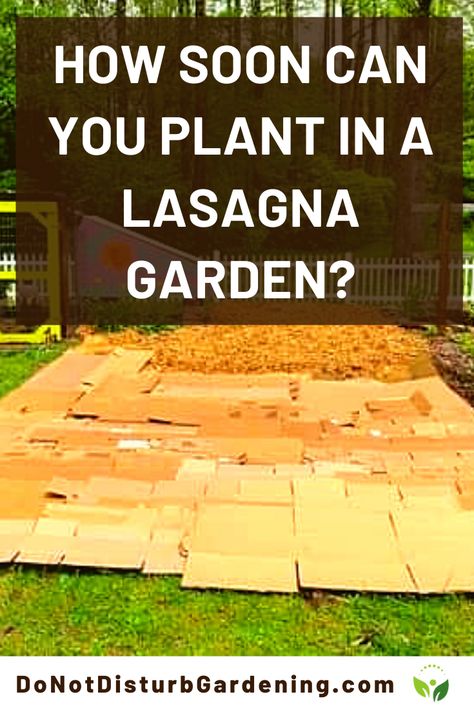 It takes approximately 6-12 months for a lasagna mulched garden to be ready for planting. The exact time depends on the type of materials used and the weather. All the materials need to break down before the bed can be planted. The garden bed is ready for planting when all the layers are decomposed enough that they aren't recognizable. Another tell-tale sign is that the bed smells and looks like fresh earth. Garden Lasagna Raised Beds, Lasagna Gardening Layers How To Make, Layer Garden Bed, Sheet Mulching Gardening, Lasagna Gardening Layers, How To Layer A Raised Garden Bed, Lasagna Composting, Layer Gardening, Lasagna Garden