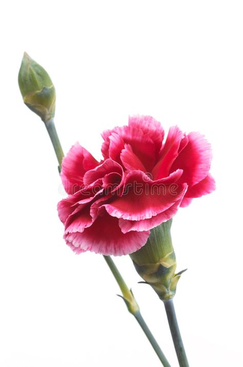 Carnation Flower Photography, Carnations Photography, Carnation Photography, Carnation Painting, Carnation Drawing, Carnation Colors, Flower Carnation, Carnation Flowers, Flower Background Iphone