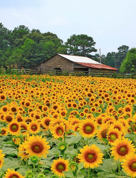 Sunflowers Italian Scenery, Garden Sunflowers, Sunflower Farm, Sunflower Patch, Fall Mums, Tree Growing, Sunflower Photo, Sunflower Garden, Mt Rainier