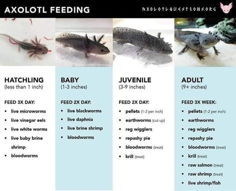 Axolotl Tank Set Up, Axolotl Tank Ideas Diy, Axolotl Aquarium Ideas, Axolotl Tank Ideas Aquarium, Axolotl Tank Setup, Axolotl Tank Ideas, Pet Axolotl, Axolotl Care, Axolotl Tank