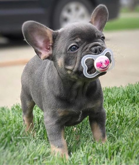 Baby French Bulldog, Beautiful Puppies, Bulldog French, Very Cute Puppies, Bulldog Francese, Really Cute Puppies, Super Cute Puppies, Cute Bulldogs, Cute Animals Puppies