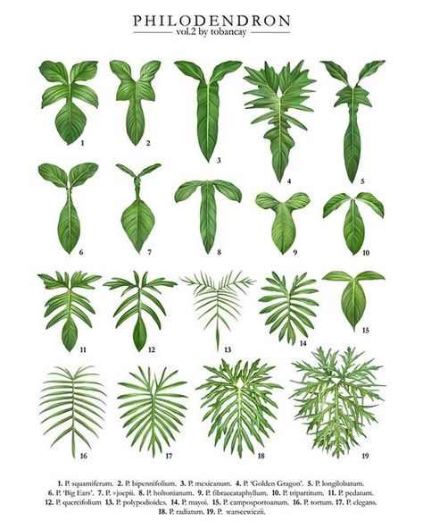 tớ bán cây on Instagram: "Tobancay’s recent work Lobed Philodendron focusing on unique and stunning split leaves, featuring 19 species and cultivars as listed below: 1. #philodendronsquamiferum 2. #philodendronbipennifolium 3. #philodendronmexicanum 4. #philodendrongoldendragon 5. #philodendronlongilobatum 6. #philodendronbigears 7. #philodendronxjoepii 8. #philodendronholtonianum 9. #philodendronfibraecataphyllum 10. #philodendrontripartitum 11. #philodendronpedatum 12. #philodendronquer Plant Leaf Identification, Plants Names, Leaf Identification, Rainforest Plants, Indoor Plant Wall, Philodendron Plant, Hanging Plant Wall, Plant Book, Rug Ideas