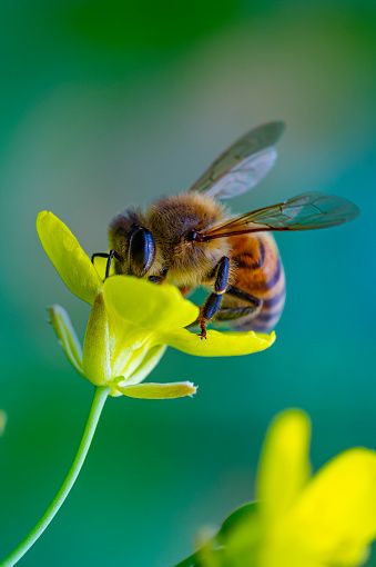 Flowers Bee Blossom - Free photo on Pixabay Honey Bee Images, Honey Bee Facts, Pictures Of Insects, Bee Images, Bee Pictures, Bee Photo, Bee Garden, Beautiful Bugs, Bee On Flower