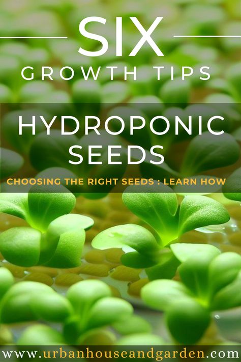 Hydroponic Seeds Seed Gardening, Aeroponic Gardening, Hydroponic Gardening Diy, Indoor Hydroponic Gardening, Hydroponic Greenhouse, Hydroponic Gardening System, Diy Hydroponics, Hydroponics Gardening, Sustainable Homestead