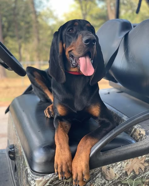 14 Wonderful Reasons to Adore Black and Tan Coonhounds Extra Large Dog Breeds, Coonhound Puppy, Black And Tan Coonhound, Types Of Dogs Breeds, Hunter Dog, All Types Of Dogs, Redbone Coonhound, Bluetick Coonhound, Basset Hound Puppy