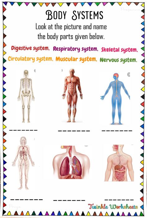 This worksheet is about finding the name of the body systems with their images. Use the help box to find the name of the body systems and fill it in correctly. Have fun learning with us!. Body Systems For Kids, Health Science Projects, Digestive System For Kids, The Body Systems, Body Systems Worksheets, Preschool Charts, Homeschool Worksheets, Classroom Anchor Charts, Quote Coloring Pages