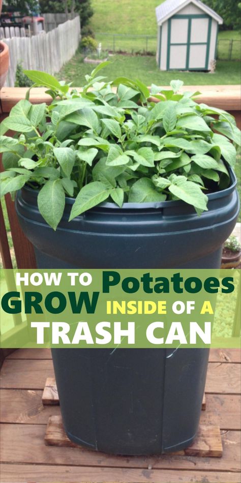 growing potatoes in a trash can Potatoes In Containers Growing, Potato In Bucket How To Grow, Potatoes In Pots Growing, Tips For Growing Potatoes, How To Grow Potatoes In A Bag, Potato Growing Containers Diy, Container Potatoes Gardening, Garden Columns Ideas, Grow Potatoes In Laundry Basket