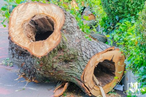 How To Hollow Out a Tree Trunk: Three Easy Ways You Should Know About Log Ideas Garden Landscaping, Tree Trunk Ideas Outdoor, Hollow Log Projects, Diy Tree Trunk, Hollow Log Ideas, Tree Trunk Ideas, How To Hollow Out A Log, Hollow Log Planter, Hollow Tree Trunk