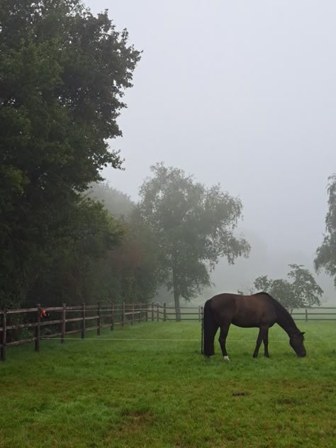 Horse In Field, Horse Field, Farm Life Aesthetic, Countryside Lifestyle, Horse Grazing, Horse Arena, Farm Sweet Farm, Stable Ideas, Equestrian Aesthetic