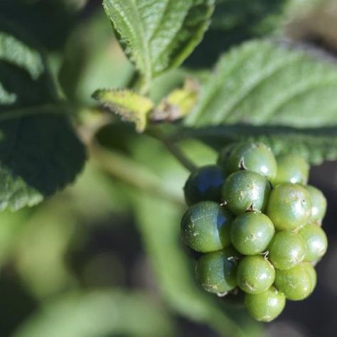 A cluster of green berries dangling from a lantana plant. Lantana Plant, Edging Ideas, Poppy Seeds, Flower Ideas, Seed Pods, Flower Bed, Bedding Plants, Seed Starting, Trees And Shrubs