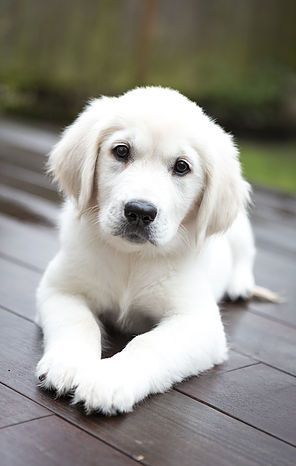 Golden Retriever puppy- could not be cuter! English Golden Retriever Puppy, Cute Puppy Photos, Tiny Puppies, Puppy Photos, Golden Retriever Puppy, White Dog, Puppies Funny, Retriever Puppy, Golden Retrievers