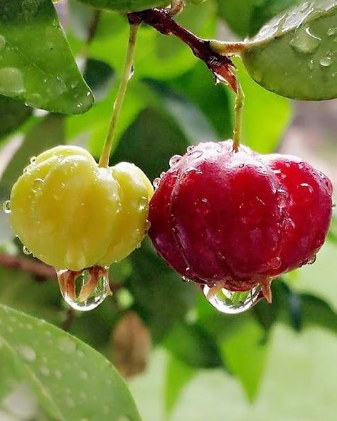 BRAZILIAN CHERRY A rare fruit that we have available for sale at our garden center - These delicious, tart fruits are native to South America and are packed with nutrients and antioxidants. They have a bright red skin and a juicy, citrus-like flavor that is perfect for making jams, jellies, and pies. Plus, they're super easy to grow from seedlings, so why not give them a try in your own backyard? We have a limited supply of Brazilian cherry seedlings available, so come by our garden center an... Social Media Specialist, Flower Girl Petals, Fruit Love, Brazilian Cherry, Digital Marketing Seo, Fruits Images, Fruit Wallpaper, Beautiful Flowers Photos, Fruit Photography