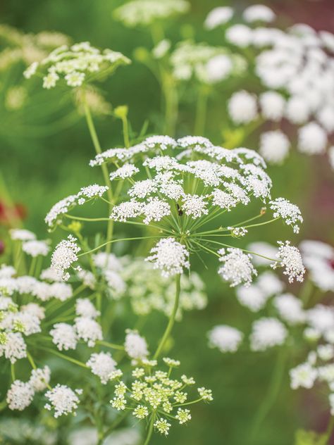 Common Wildflowers, Ammi Majus, Allium Flowers, Floral Design Classes, Queen Anne's Lace Flowers, Flower Identification, Flower Guide, Queen Anne's Lace, Garden Guide