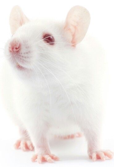 Rat Art, Dumbo Rat, White Mouse, Albino Animals, Phone Background Patterns, Pet Mice, Cute Rats, White Lab, Mouse Rat