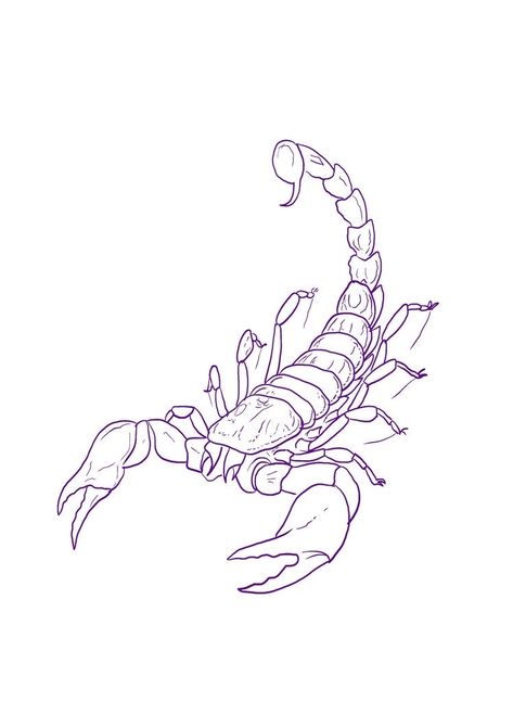 How To Draw A Scorpion, Scorpio Tattoo Stencil, Scorpion Line Tattoo, Scorpion Tattoo Outline, Scorpio Sketch, Scorpio Tattoo Minimalist, Scorpion Tattoo Drawing, Scorpion Tattoo Stencil, Cute Scorpion Tattoo