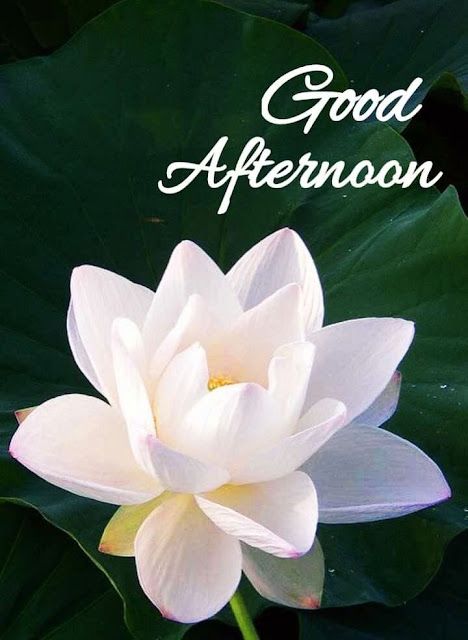 Good Afternoon Images Beautiful Love, Good Afternoon Images Hd, Good Afternoon Images, Day And Night Quotes, Afternoon Images, Evening Pictures, Love Rose Flower, Good Afternoon Quotes, Afternoon Quotes