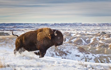 Bison Photography, Bison Photo, Bison Art, Stone Park, Buffalo Art, Distance Runner, American Bison, Animal Companions, Wildlife Art