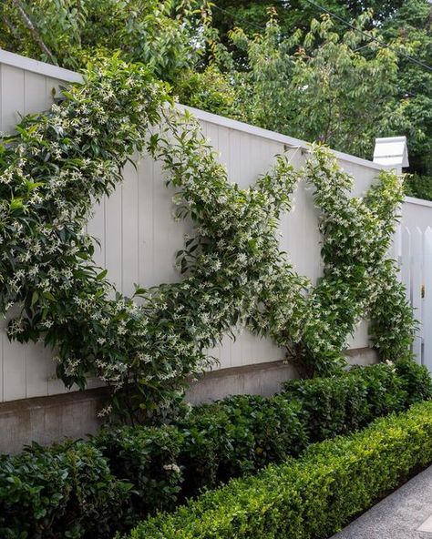 Fence Border Landscaping, Hedge Garden Design, Border Landscaping, Hamptons Garden, Hedge Garden, Fence Border, Small City Garden, Garden Retaining Wall, Chinese Star