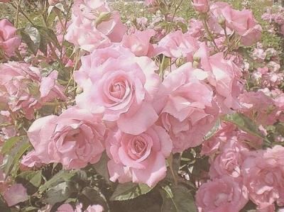 ▀▄▀▄▀▄ ʜʏɢᴡᴀᴛ ▄▀▄▀▄▀ Pink Flower, Not Mine, In The Garden, Photo Credit, Pink Roses, The Garden, We Heart It, Roses, Lost