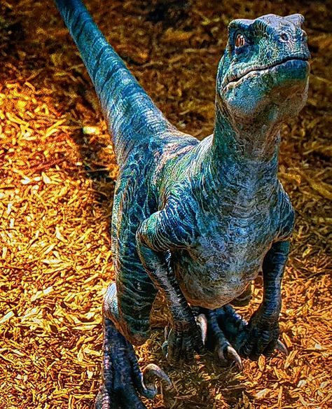 Sebastian on Instagram: “Delta, Echo & Charlie. Since Blue gets most of the spotlight, here is a post with just these 3. #raptorsquad #deltatheraptor #echotheraptor…” Dino Saurus, Blue Jurassic World, Avatar Animals, Jurassic World 2015, Jurassic World 2, Raptor Dinosaur, Jurassic Park 1993, Jurassic Park Movie, Dinosaur Images