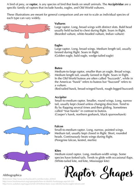 Be slightly more in-the-know about identifying whatever predatory bird is flying overhead! This is just a guide for general body shapes that can help you go “that’s a falcon” vs “that’s an accipiter... Wing Types Drawing, Avian Anatomy, Wing Anatomy, Winged People, Science Fact, Wings Drawing, Wings Art, Bird Wings, Animal Behavior