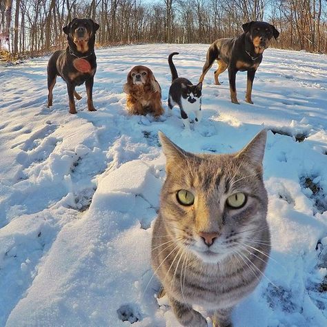 Manny, 🐾 my clique, clique, clique...   dec10 2016 Funny Animal Images, Strongest Animal, Hate Cats, Cat Selfie, Pretty Dogs, Funny Cute Cats, Cute Animal Pictures, Cute Cats And Dogs