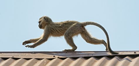 Winged Monkeys, Running Drawing, Happy Monkey, Vervet Monkey, Small Restaurant, African Travel, Wild Kingdom, Monkey Art, Construction Work