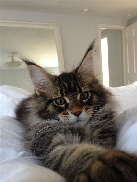 Maincoon Cat Big, Main Coone Kitten, Maine Coone Aesthetic, Maine Coone Kitten, Main Coone Cat, Maine Coone Cat, Main Coone, Maine Cooney Cats, Maine Coone