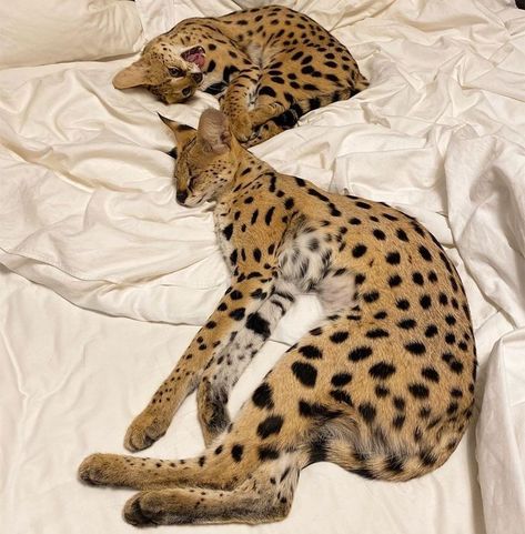 Box Of Kittens, Savanna Cat, African Serval, Serval Cat, Savannah Cats, Serval Cats, Cat Parents, New Kitten, Dream's Cat