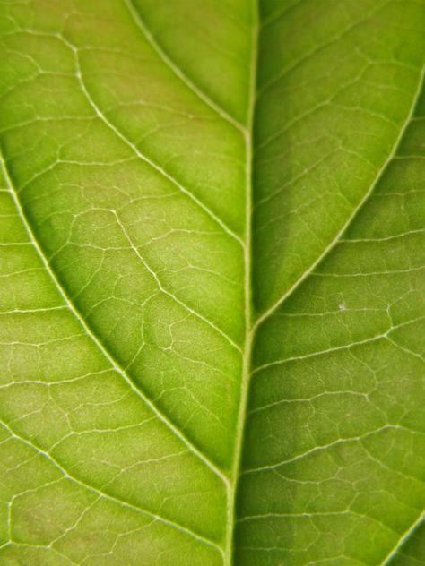 Leaves 2 Leaf Texture, Free Textures, Nature Plants, Circle Of Life, Green Life, Natural Forms, Leaf Art, Patterns In Nature, Green Leaf