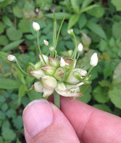 Oklahoma wild onion Full Sun Flowers, Onion Flower, Wild Foraging, Wild Onions, Rain Lily, Medicinal Herbs Garden, Witch Herbs, Indoor Flowering Plants, Planting Onions