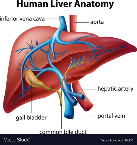 Human Liver Anatomy, Liver Anatomy, Gallbladder Surgery, Anatomy Poster, Vein Thrombosis, Human Liver, Bile Duct, Human Body Anatomy, Human Anatomy And Physiology