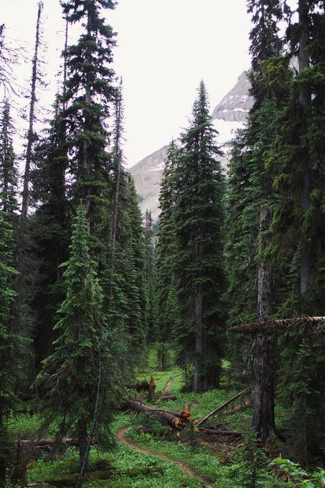 Mountain Alps, Canada Mountains, Canadian Forest, Dark Forest Aesthetic, Halloween Wallpaper Iphone Backgrounds, Road Trip Camping, Yoho National Park, Nature Art Drawings, Forest Path