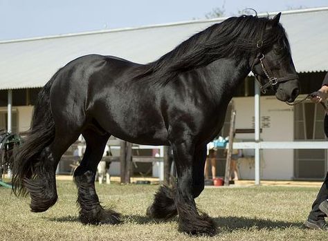 Stallion Horses, Shire Horse, Clydesdale Horses, Big Horses, Black Horses, Most Beautiful Horses, Friesian Horse, Majestic Horse, Horse Crazy