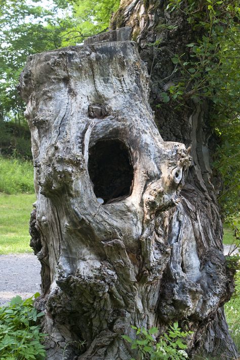 Hollow tree. Exterior Layout, Perspective Painting, Tree Hollow, Weird Trees, Hollow Tree, Bark Texture, Fairy Home, Tree Faces, Old Trees