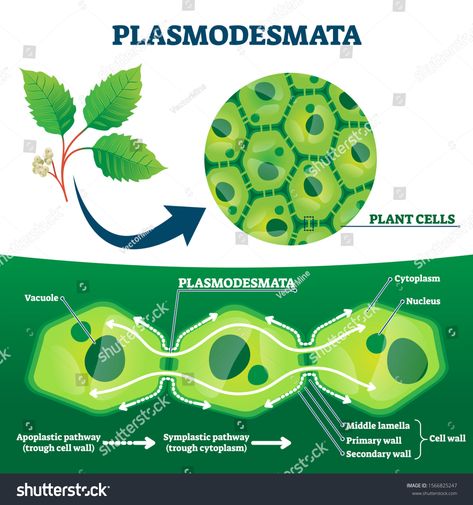 Plasmodesmata plant cells diagram, vector illustration. Educational microscopic labeled cross section scheme. Cell wall protein transport pathways. Agricultural science education and farming research. #Ad , #AD, #microscopic#Educational#labeled#section Cells Diagram, Plant Cell Diagram, Cell Diagram, Plant Cells, College Projects, Agricultural Science, Plant Cell, Cell Wall, Cross Section