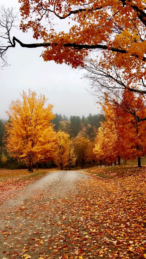 Fall Scenery Aesthetic, Pretty Autumn Pictures, Fall Aesthetic Outdoors, Autumn In The Country, Fall Athestic, Autumn Season Photography, Fall Aethestic, Fall In The Country, Fall Nature Photography