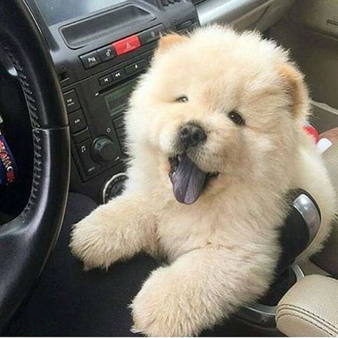 Chow-Chow puppy, complete with purple tongue Perros Chow Chow, Chow Chow Puppy, Chow Chow Dogs, I Drive, Puppy Chow, Fluffy Dogs, Cute Dogs And Puppies, Cute Creatures, Chow Chow