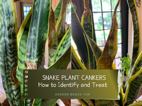 Fixing snake plant cankers is easy with our guide for identifying and treating the common disease on our beloved sansevierias. Follow our guide for easy and quick solutions. Plant Leaves Turning Brown, Sansevieria Plant, Go Browns, Thriving Garden, Diy Gardening, House Plants Indoor, Climbing Plants, Snake Plant, Garden Bench