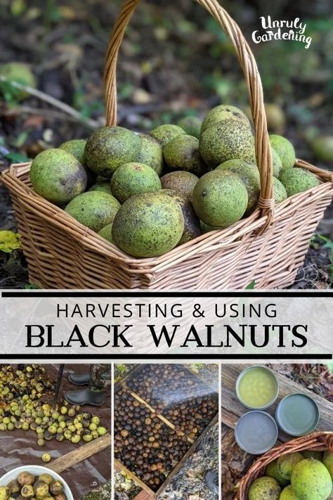 Harvesting & Drying Black Walnuts (+hull & leaf uses!) - Unruly Gardening Harvesting Walnuts How To, Black Walnut Foraging, Black Walnut Hull Uses, Black Walnuts Uses, Black Walnut Salve, Homestead Projects, Juglans Nigra, Gloved Hands, Wild Foraging